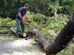 Trusted Vinings, GA Tree Services Experts