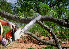 Best Tree Disease Treatment  in Vinings, GA