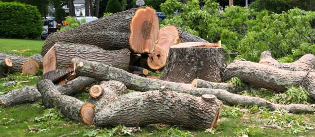 How Our Tree Care Process Works  in  Vinings, GA